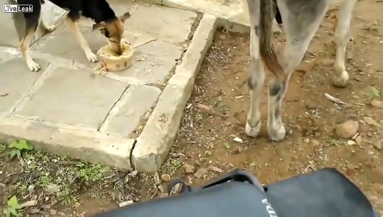 Eşeğin Köpekten İntikamı Kötü Oldu