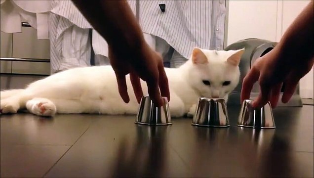 Akıllı Kedi İzleyenleri Şaşırttı!