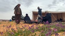 Un desierto lleno de flores moradas en Arabia Saudita