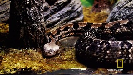 Kopuk Başlı Zombi Yılan