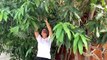 Amazing idea for growing mango in papaya really grows well 100-