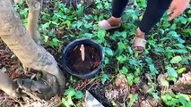 Amazing Skill grafting Java Plum with Aloe Vera - banana Especilly compost