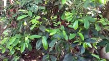 Amazing skill Grafting Soursop tree Growing Fast Use Aloe Vera