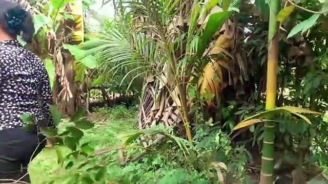 Beat Method Grafting Milk tree Use Aloe Vera in Papaya Fruit