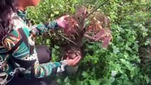 Best Skill Technique Grafting Mango Tree with Aloe Vera Fruit