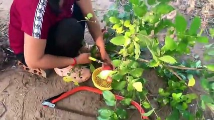 Creative Idea How to propagate Apple tree with Pumpkin - banana Chicken eggs