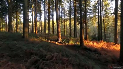 What Would Happen If Humans Disappeared-