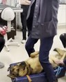 Une vétérinaire aide un chien avec un jouet coincé dans l'œsophage