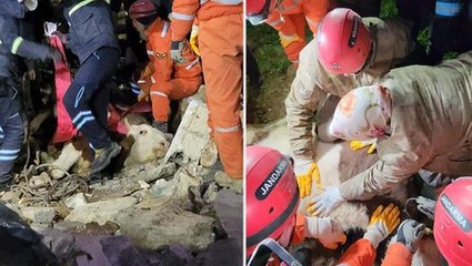 11 gün kaldığı enkazda sahibinin elleriyle beslediği Bircan isimli inek hayatını kaybetti