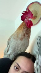 House Rooster Begs for Treats