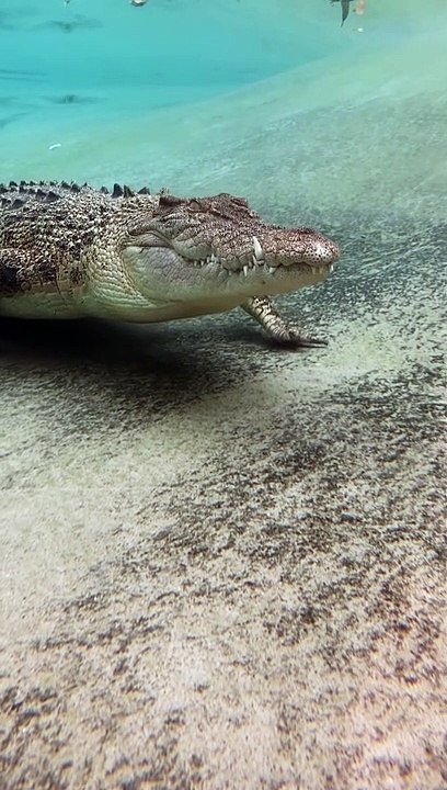 Crocodile Stalking Me