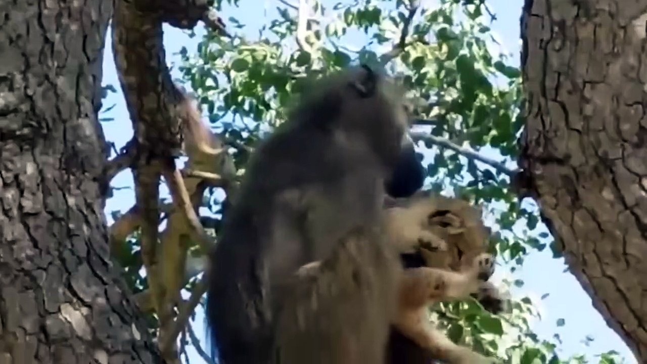 Aghast! Angry Baboons Torture Lion Family To Death To Avenge Baby Baboons  Wild Animals Attack