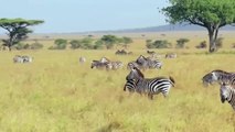 Amazing! Lion Surprised by Zebra's Fierce Counterattack and Spectacular Escape from Death