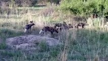 Incredible! Brave Lion Mother Chases Fight To Rescue Lion Cub From The Giant Crocodile Monster Mouth