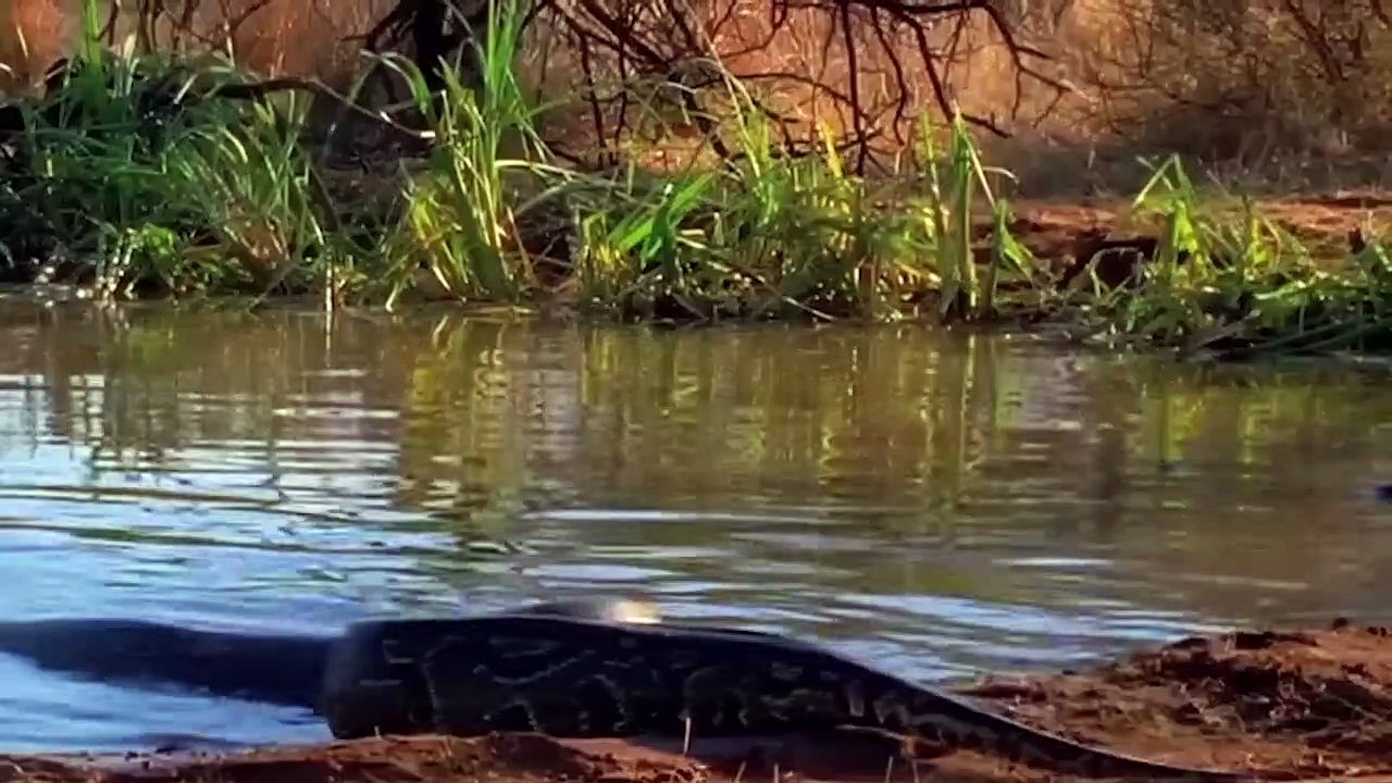 It's So Terrible When A Python Mouth Can Swallow the Giant Hippo Lion ...