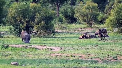 Lion Just Defeats Waterbuck Then He Was Brutally Attacked By A Fierce Crocodile To Steal His Prey