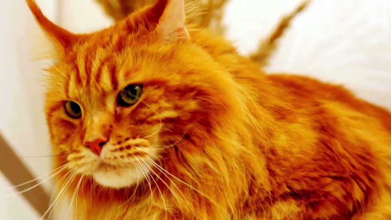 CAT/Reality about cats