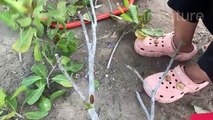 Unique Skill Propagation Cashew tree Growing Fast Use Onion Fruit