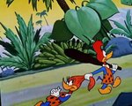 Woody Woodpecker Woody Woodpecker E078 – International Woodpecker