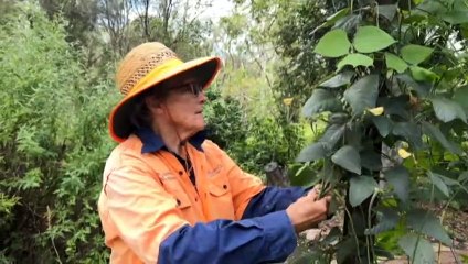 Microscopic worm has farmers worried about their crops