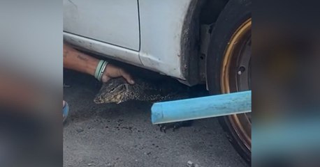 De infarto: gigantesco lagarto monitor fue encontrado en el motor de un auto familiar