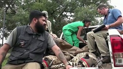 Télécharger la video: South African cheetahs begin journey to India