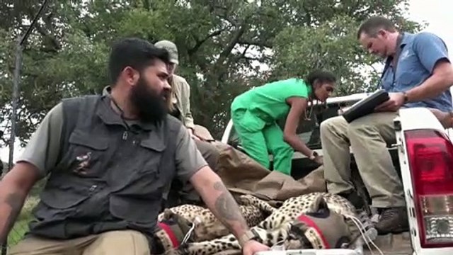 South African cheetahs begin journey to India