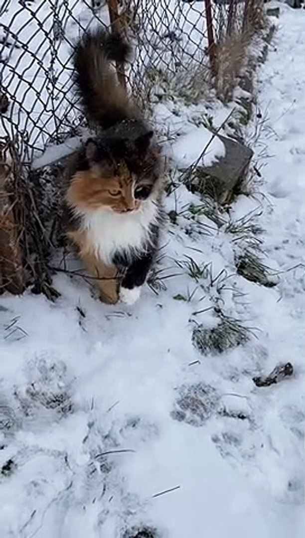 ⁣Funny animals! funny animals short video