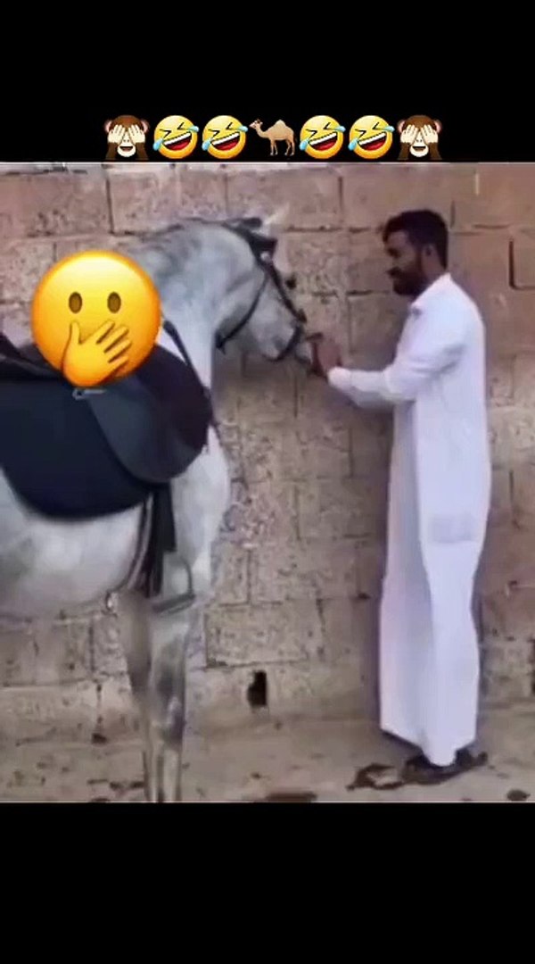 ⁣Funny animals! funny animals short video