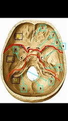 00 Agujeros base de craneo