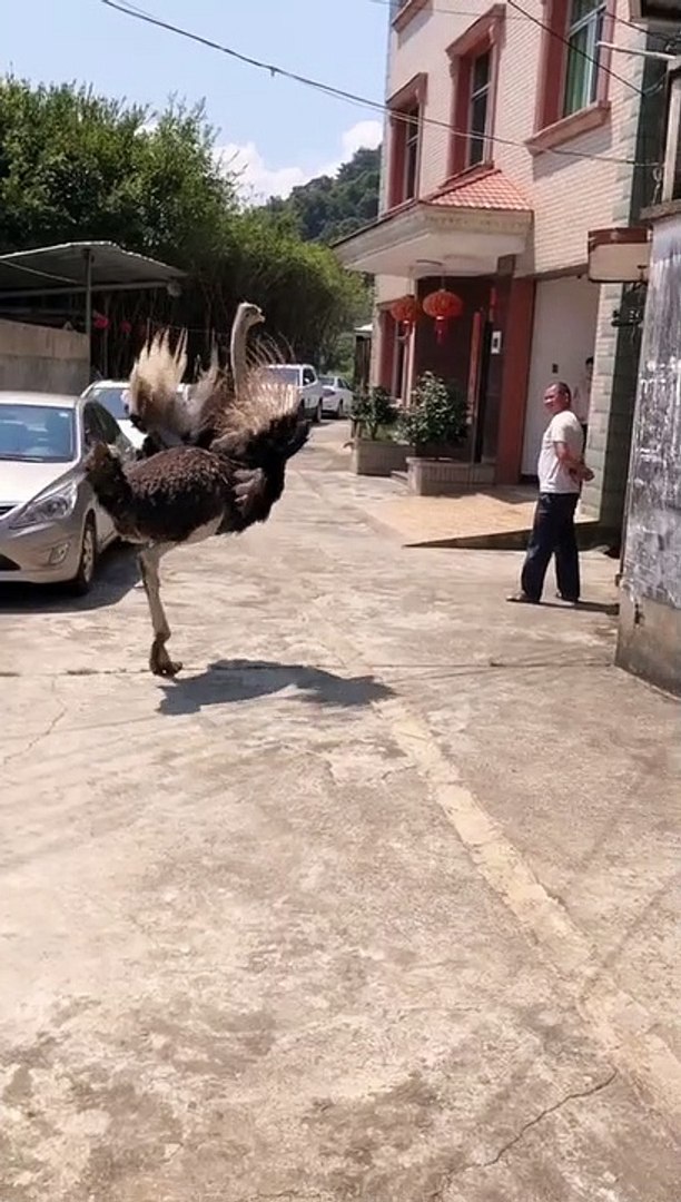 ⁣Funny animals! funny animals short video