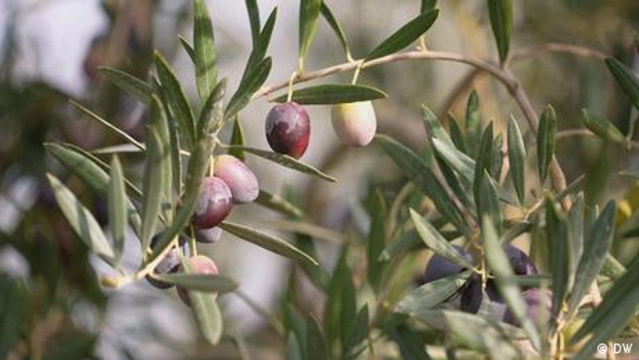 Das Geheimnis von feinstem Olivenöl aus Spanien