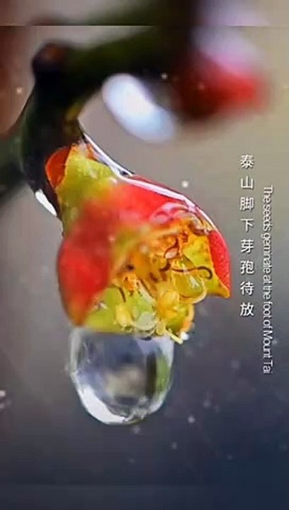 Today's Chinese Solar term -- rain water.今日是中國節氣——雨水。期盼風調雨順，國泰民安。Today's Chinese Solar term -- rain water.Look forward to good weather, peace and prosperity.