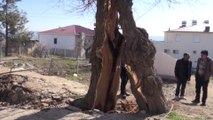 Depremin etkisiyle ikiye ayrılan ağacı deprem uzmanı yorumladı