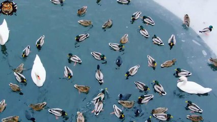 Survival of the Fittest - How Animals manage to Survive the Winter p3