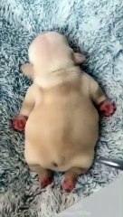 Cute animal #shorts #viralshorts #viralvideo