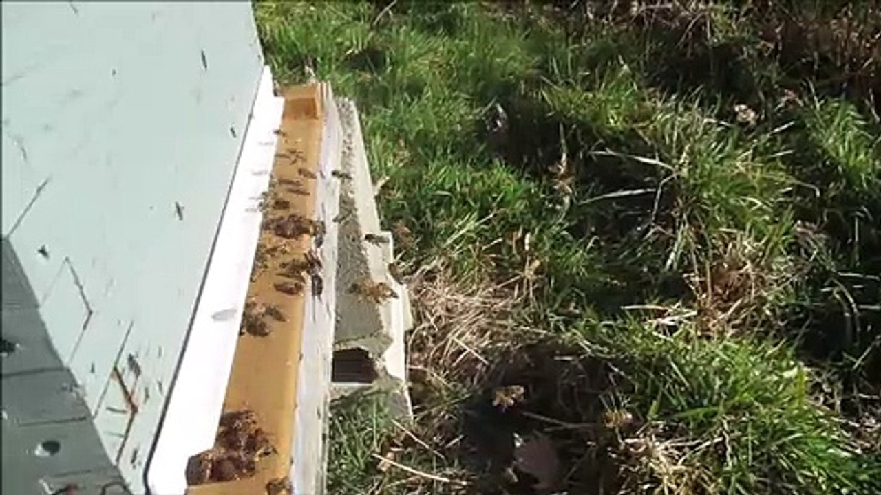 activité  en février