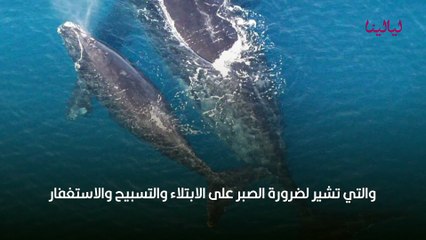 تفسير رؤيا الحوت في المنام