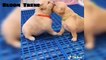 Cute Baby 2023 Animals New Videos Compilation cutest moment of the animals 2023 - Cutest Puppies