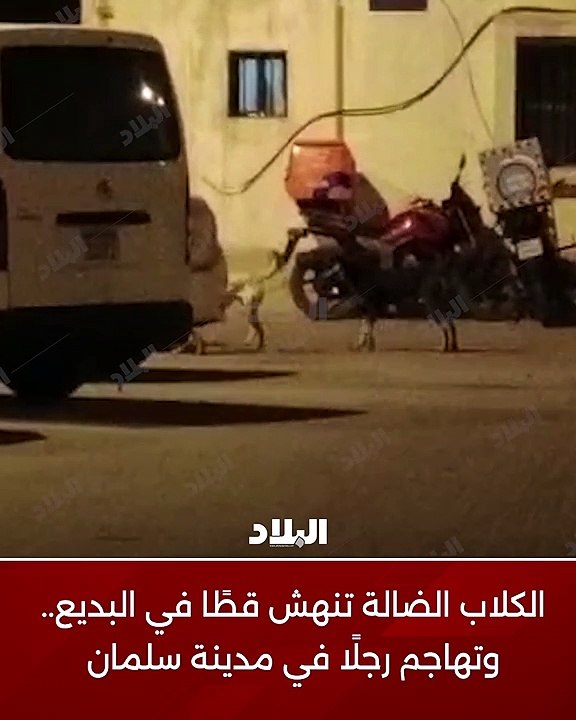 الكلاب الضالة تهاجم رجلاً بمدينة سلمان.. وتنهش قطًا بالبديع