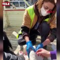 Depremde bacağı kırılan buzağına gönüllü sağlıkçılardan müdahale