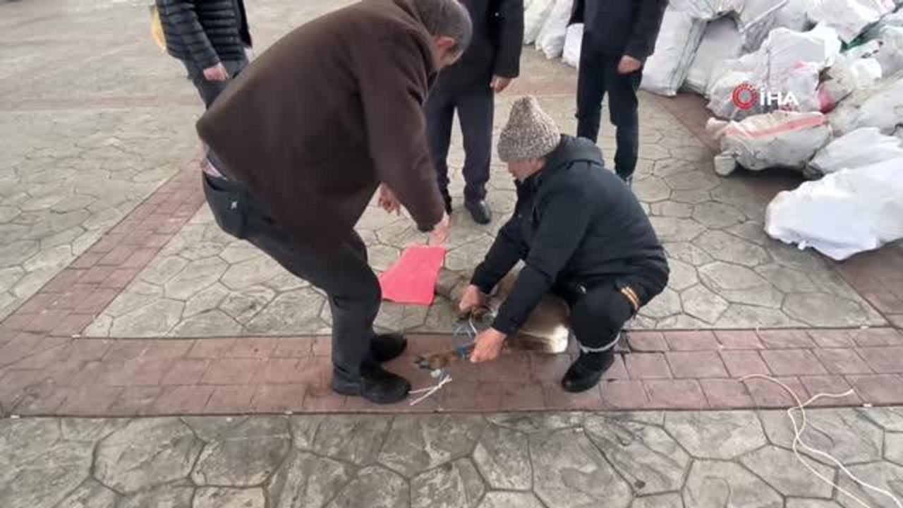 Artvin'de vatandaşların bitkin halde bulduğu karaca görevlilere teslim edildi