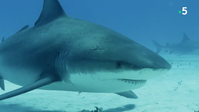 Les requins, maîtres des profondeurs