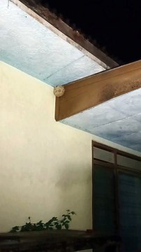 How to get rid of wasps from their nests using simple tools