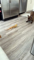 Bearded Dragon and French Bulldog Play Together