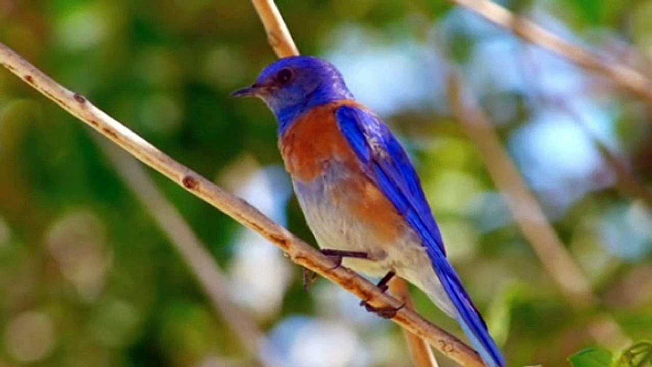 It was not possible to show heaven while sitting, mountains, waterfalls, birds give color to spring.birth card of clouds beautiful scenery