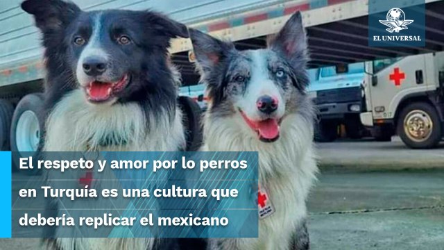 Hace falta regular leyes de protección animal para binomios caninos: rescatista