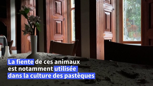 Après le séisme en Turquie, un homme continue à prendre soin de ses pigeons