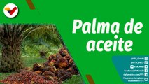 Cultivando Patria | La palma de aceite para el reimpulso de la economía agropecuaria