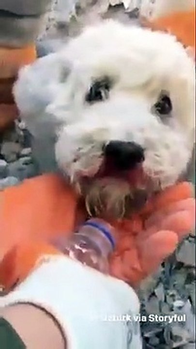 Small dog waits patiently to be dug out of rubble in Hatay